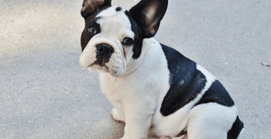 Criadero de Bulldog francés