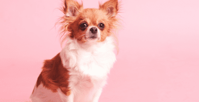 Criadores de perros toy