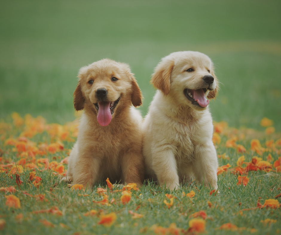 Cachorro de Labrador Retriever