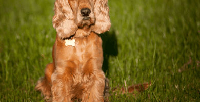 Criadores de perros pequeños