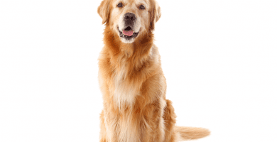 Criadores de perros medianos
