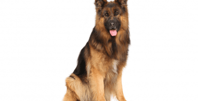 Criadores de perros grandes