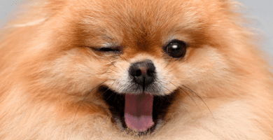Criadores de Pomerania